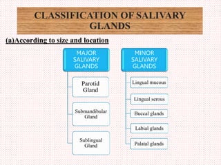 CLASSIFICATION OF SALIVARY
GLANDS
MAJOR
SALIVARY
GLANDS
Parotid
Gland
Submandibular
Gland
Sublingual
Gland
MINOR
SALIVARY
...