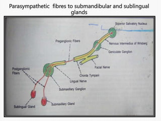 Parasympathetic fibres to parotid gland
 