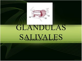 GLANDULAS 
SALIVALES Alma Delfina Perez De la O 
 