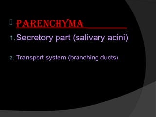  parencHyMa
1.Secretory part (salivary acini)
2. Transport system (branching ducts)
 