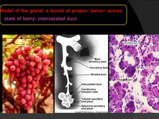 Model of the gland: a bunch of grapes: berry= acinusModel of the gland: a bunch of grapes: berry= acinus
stalk of berry: intercalated ductstalk of berry: intercalated duct
 