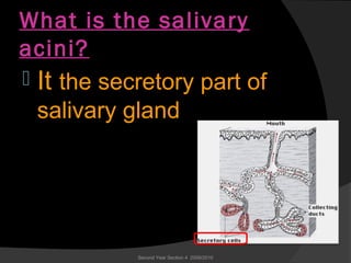 What is the salivary
acini?
 It the secretory part of
salivary gland
Second Year Section 4 2009/2010
 
