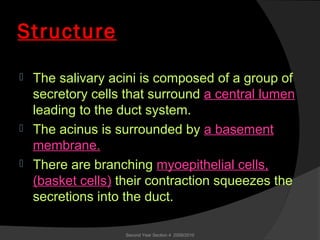 Structure
 The salivary acini is composed of a group of
secretory cells that surround a central lumen
leading to the duct system.
 The acinus is surrounded by a basement
membrane.
 There are branching myoepithelial cells,
(basket cells) their contraction squeezes the
secretions into the duct.
Second Year Section 4 2009/2010
 