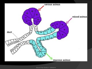 Second Year Section 4 2009/2010
 