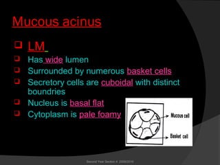 Mucous acinus
 LM
 Has wide lumen
 Surrounded by numerous basket cells
 Secretory cells are cuboidal with distinct
boundries
 Nucleus is basal flat
 Cytoplasm is pale foamy
Second Year Section 4 2009/2010
 