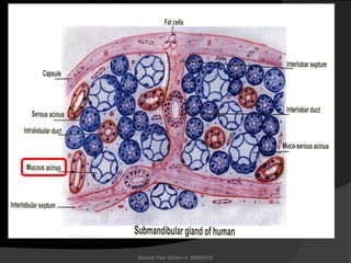 Second Year Section 4 2009/2010
 