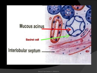 Second Year Section 4 2009/2010
Basket cellBasket cell
 