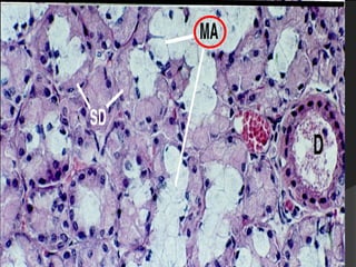 Second Year Section 4 2009/2010
 
