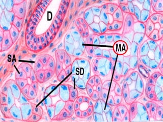 Second Year Section 4 2009/2010
 