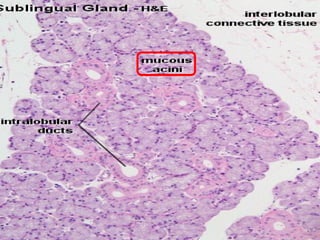 Second Year Section 4 2009/2010
 
