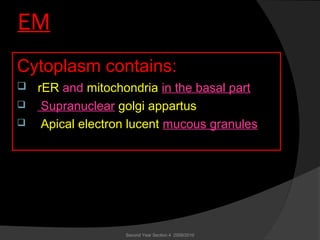 EM
Cytoplasm contains:
 rER and mitochondria in the basal part
 Supranuclear golgi appartus
 Apical electron lucent mucous granules
Second Year Section 4 2009/2010
 