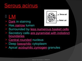 Serous acinus
 LM
 Dark in staining
 Has narrow lumen
 Surrounded by less numerous basket cells
 Secretory cells are pyramidal with indistinct
boundaries
 Central rounded nucleus
 Deep basophilic cytoplasm
 Apical acidophilic zymogen granules
Second Year Section 4 2009/2010
 