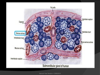 Second Year Section 4 2009/2010
 