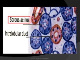 Second Year Section 4 2009/2010
 