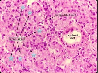 Second Year Section 4 2009/2010
 
