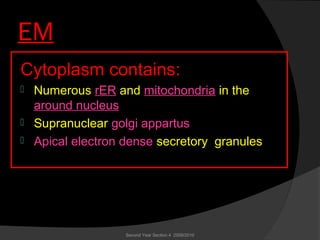 EM
Cytoplasm contains:
 Numerous rER and mitochondria in the
around nucleus
 Supranuclear golgi appartus
 Apical electron dense secretory granules
Second Year Section 4 2009/2010
 