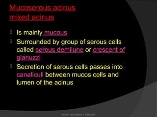 Mucoserous acinus
mixed acinus
 Is mainly mucous
 Surrounded by group of serous cells
called serous demilune or crescent of
gianuzzi
 Secretion of serous cells passes into
canaliculi between mucos cells and
lumen of the acinus
Second Year Section 4 2009/2010
 
