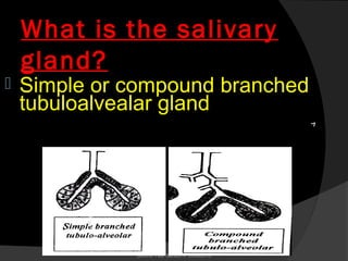 What is the salivary
gland?
 Simple or compound branched
tubuloalvealar gland
Second Year Section 4 2009/2010
 