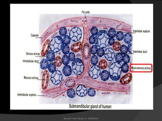 Second Year Section 4 2009/2010
 