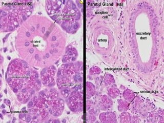 Second Year Section 4 2009/2010
 