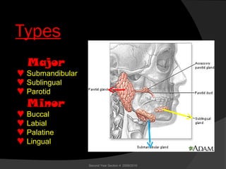 Types
Major
♥ Submandibular
♥ Sublingual
♥ Parotid
Minor
♥ Buccal
♥ Labial
♥ Palatine
♥ Lingual
Second Year Section 4 2009/2010
 