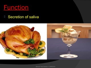 Function
 Secretion of saliva
Second Year Section 4 2009/2010
 