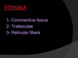 StroMa
1- Connnective tissue
2- Trabeculae
3- Reticular fibers
 