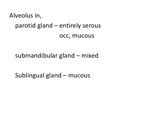histology of salivary glands pdf