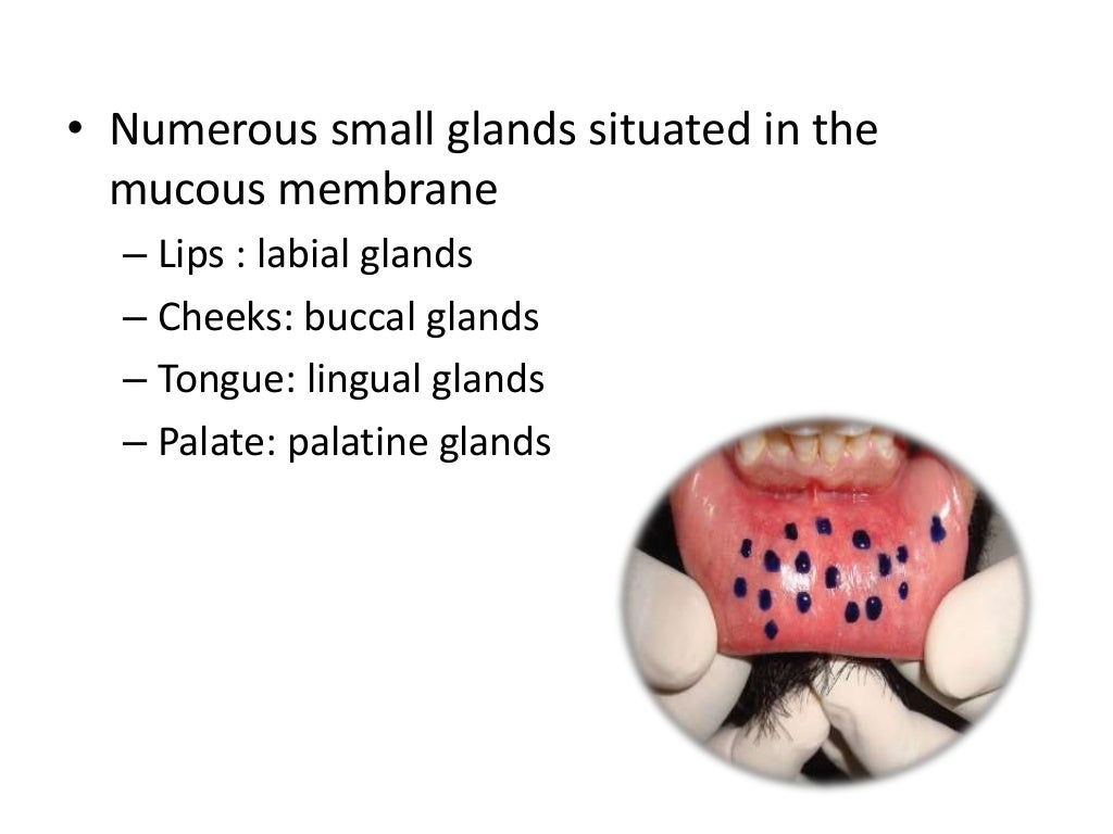 Salivary gland histology