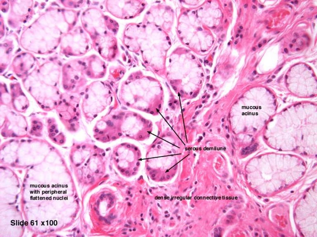 Salivary gland histology