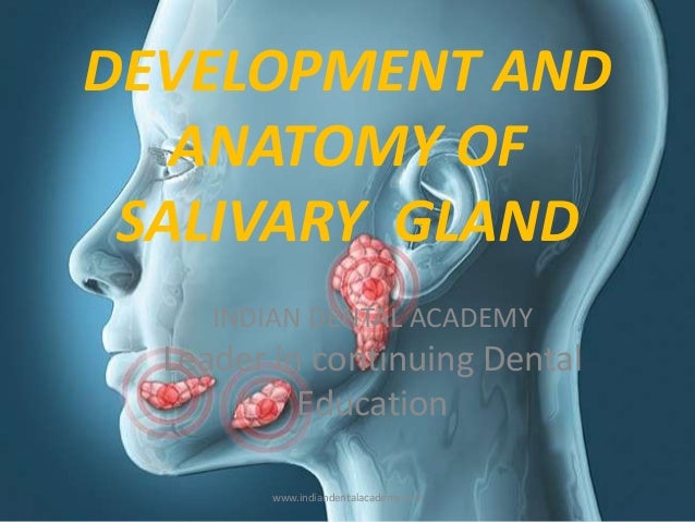Salivary Glandcertified Fixed Orthodontic Courses By Indian Dental