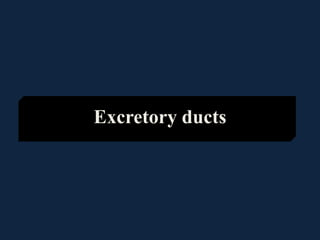 Excretory ducts
 