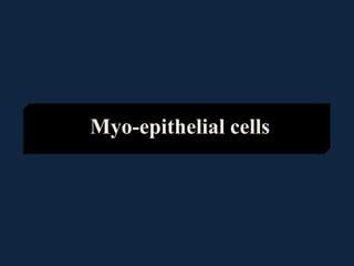 Myo-epithelial cells
 