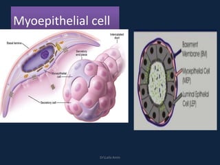 Myoepithelial cell
DrLaila Amin
 