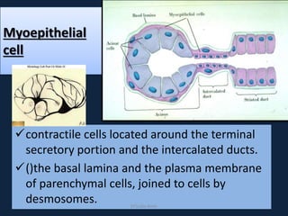 Myoepithelial
cell
contractile cells located around the terminal
secretory portion and the intercalated ducts.
()the basal lamina and the plasma membrane
of parenchymal cells, joined to cells by
desmosomes. DrLaila Amin
 
