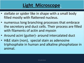 Light Microscope:
• stellate or spider like in shape with a small body
filled mostly with flattened nucleus.
• numerous long branching processes that embrace
the secretory and duct cells. Their process are filled
with filaments of actin and myosin
• Around acini (gutter)- around intercalated duct
• H&E stain (non), special stain as adenosine
triphosphate in human and alkaline phosphatase in
animal.
DrLaila Amin
 