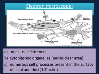 Electron microscope:
a) nucleus is flattened
b) cytoplasmic organelles (perinuclear area).
c) numerous cell processes present in the surface
of acini and duct( L.T actin).DrLaila Amin
 