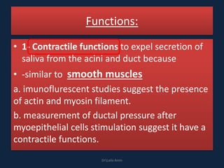 Functions:
• 1- Contractile functions to expel secretion of
saliva from the acini and duct because
• -similar to smooth muscles
a. imunoflurescent studies suggest the presence
of actin and myosin filament.
b. measurement of ductal pressure after
myoepithelial cells stimulation suggest it have a
contractile functions.
DrLaila Amin
 