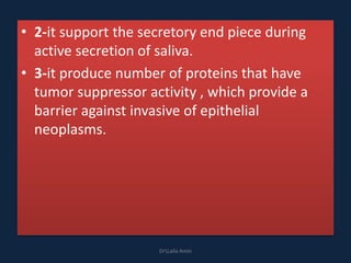 • 2-it support the secretory end piece during
active secretion of saliva.
• 3-it produce number of proteins that have
tumor suppressor activity , which provide a
barrier against invasive of epithelial
neoplasms.
DrLaila Amin
 
