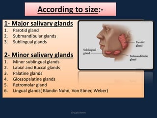 According to size:-
1- Major salivary glands
1. Parotid gland
2. Submandibular glands
3. Sublingual glands
2- Minor salivary glands
1. Minor sublingual glands
2. Labial and Buccal glands
3. Palatine glands
4. Glossopalatine glands
5. Retromolar gland
6. Lingual glands( Blandin Nuhn, Von Ebner, Weber)
DrLaila Amin
 