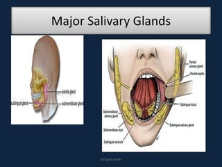 Major Salivary Glands
DrLaila Amin
 