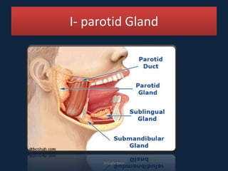 I- parotid Gland
DrLaila Amin
 
