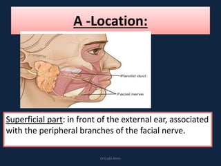 A -Location:
Superficial part: in front of the external ear, associated
with the peripheral branches of the facial nerve.
DrLaila Amin
 
