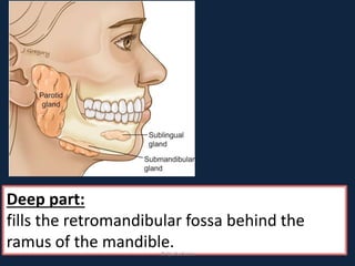 Deep part:
fills the retromandibular fossa behind the
ramus of the mandible.DrLaila Amin
 