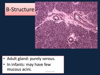 B-Structure
• Adult gland: purely serous.
• In infants: may have few
mucous acini. DrLaila Amin
 
