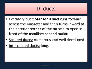 D- ducts
• Excretory duct: Stenson’s duct runs forward
across the masseter and then turns inward at
the anterior border of the muscle to open in
front of the maxillary second molar.
• Striated ducts: numerous and well developed.
• Intercalated ducts: long.
DrLaila Amin
 