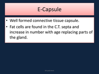 E-Capsule
• Well formed connective tissue capsule.
• Fat cells are found in the C.T. septa and
increase in number with age replacing parts of
the gland.
DrLaila Amin
 