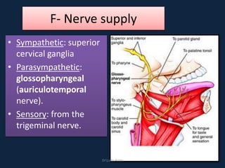 F- Nerve supply
• Sympathetic: superior
cervical ganglia
• Parasympathetic:
glossopharyngeal
(auriculotemporal
nerve).
• Sensory: from the
trigeminal nerve.
DrLaila Amin
 