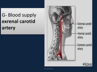 G- Blood supply
exrenal carotid
artery
DrLaila Amin
 