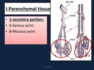 I-Parenchymal tissue:
• 1-secretory portion:
• A-Serous acini:
• B-Mucous acini
DrLaila Amin
 